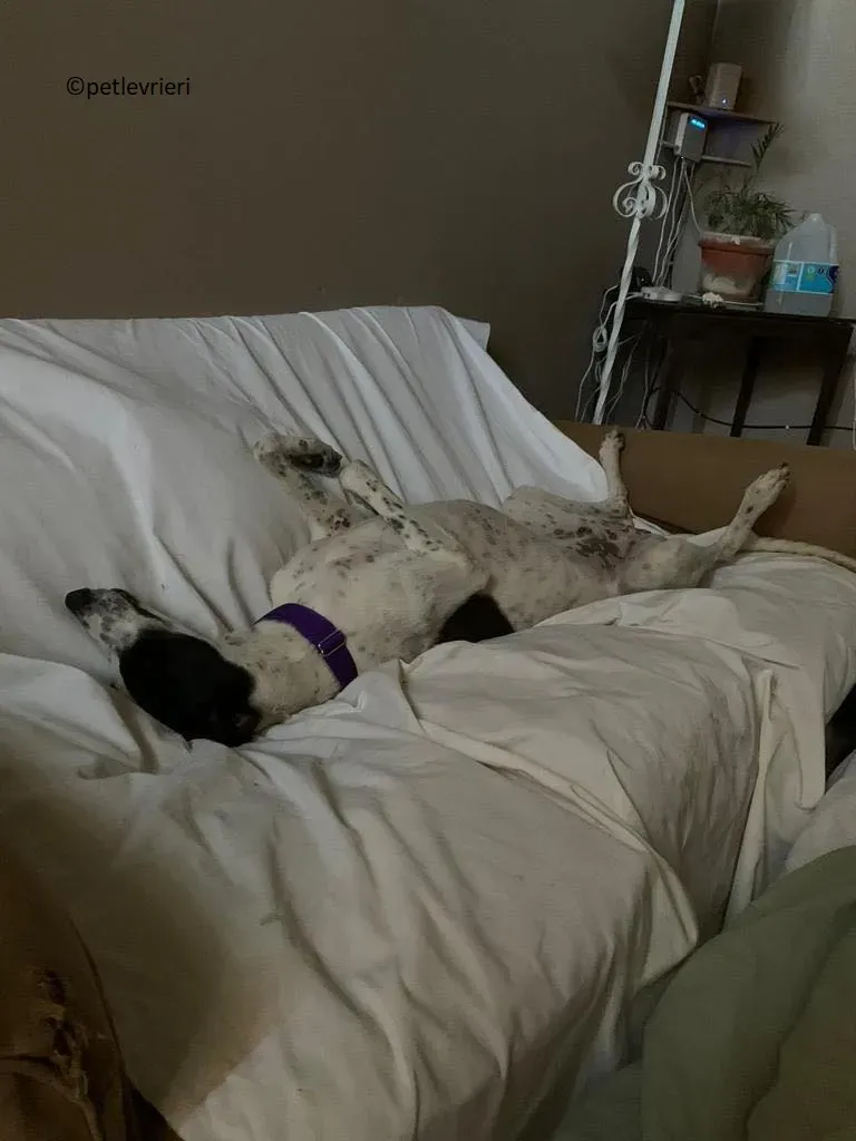 Brendan adozione levriero greyhound 15