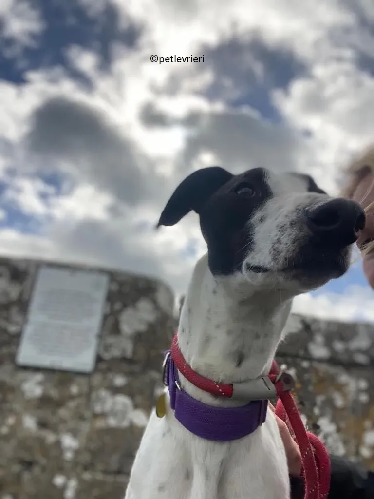 Brendan adozione levriero greyhound 16 1