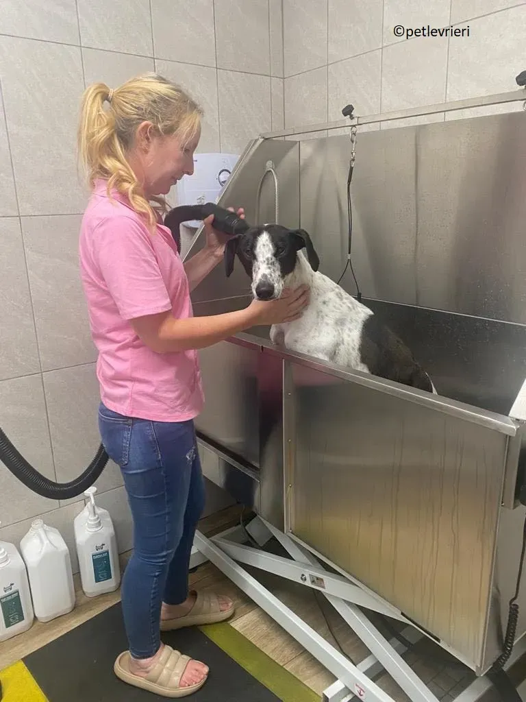 Brendan adozione levriero greyhound 16