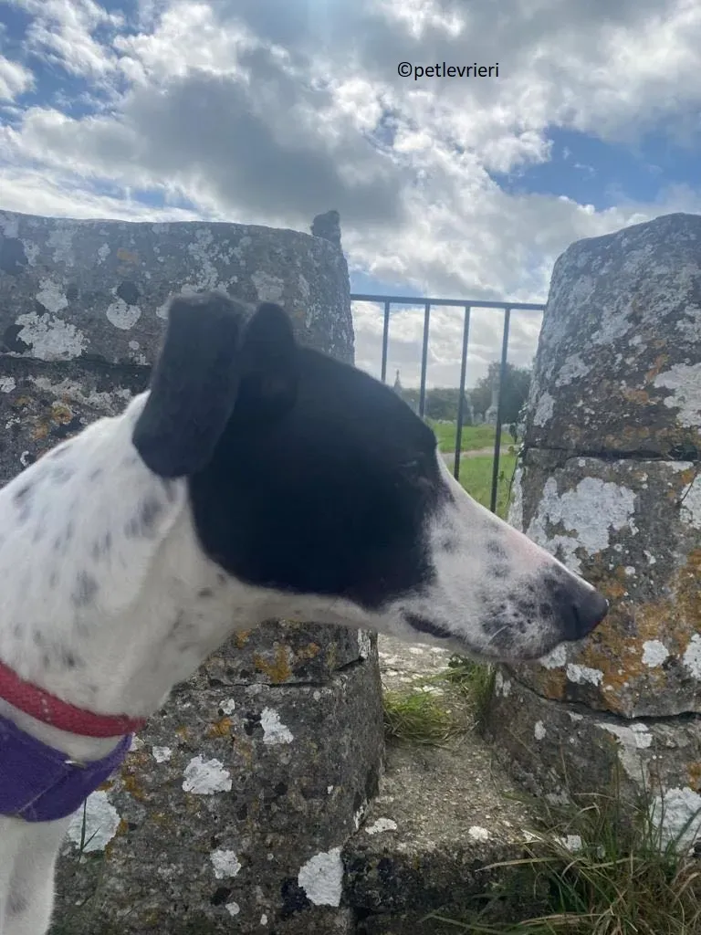 Brendan adozione levriero greyhound 17 1