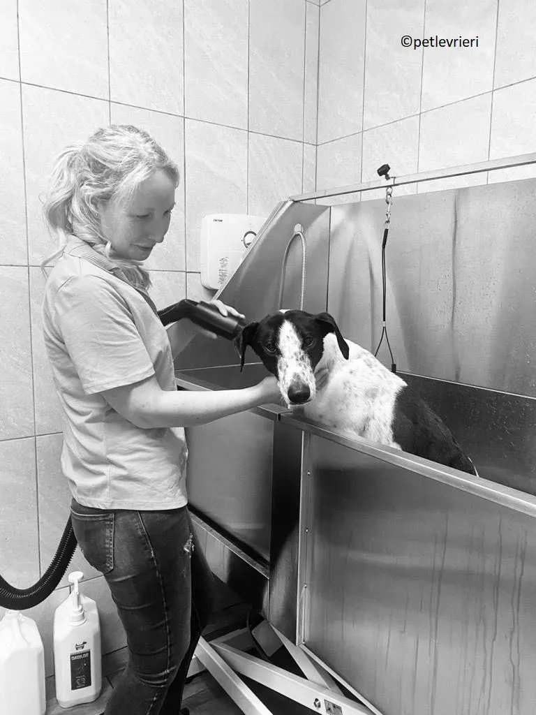 Brendan adozione levriero greyhound 17