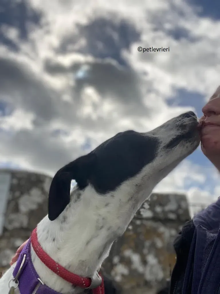 Brendan adozione levriero greyhound 18 1