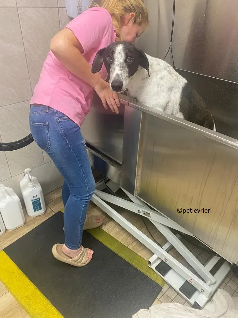 Brendan adozione levriero greyhound 18