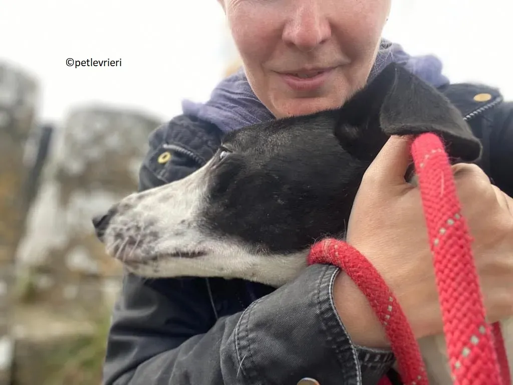 Brendan adozione levriero greyhound 19