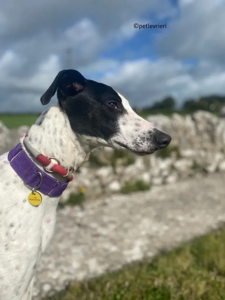 Brendan adozione levriero greyhound 2 1