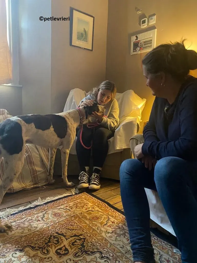 Brendan adozione levriero greyhound 2