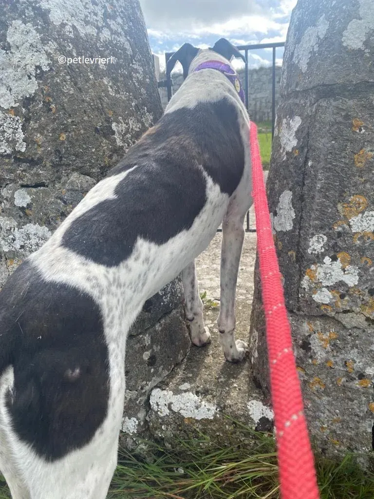 Brendan adozione levriero greyhound 20