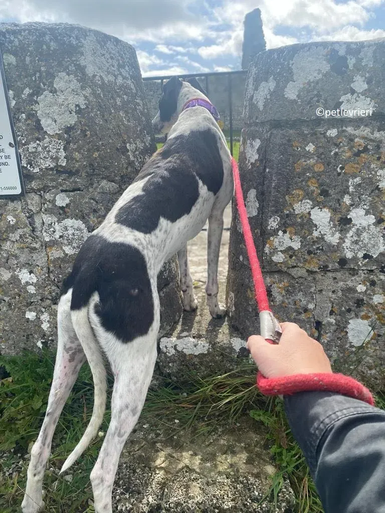 Brendan adozione levriero greyhound 21