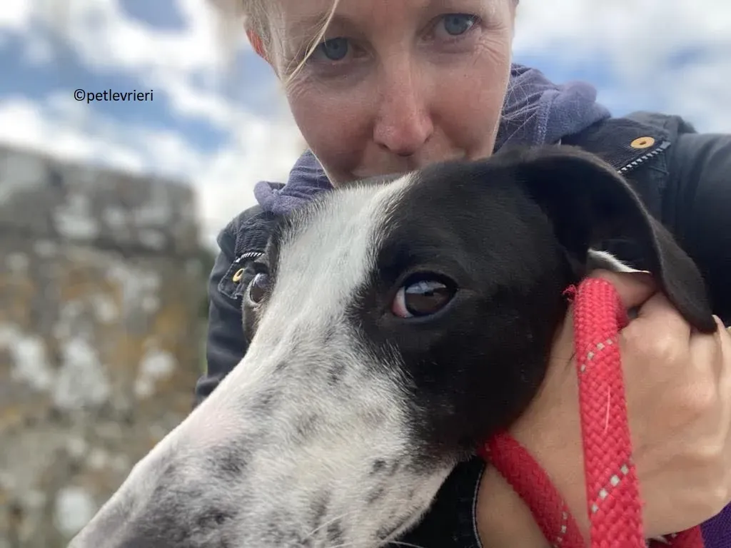 Brendan adozione levriero greyhound 22