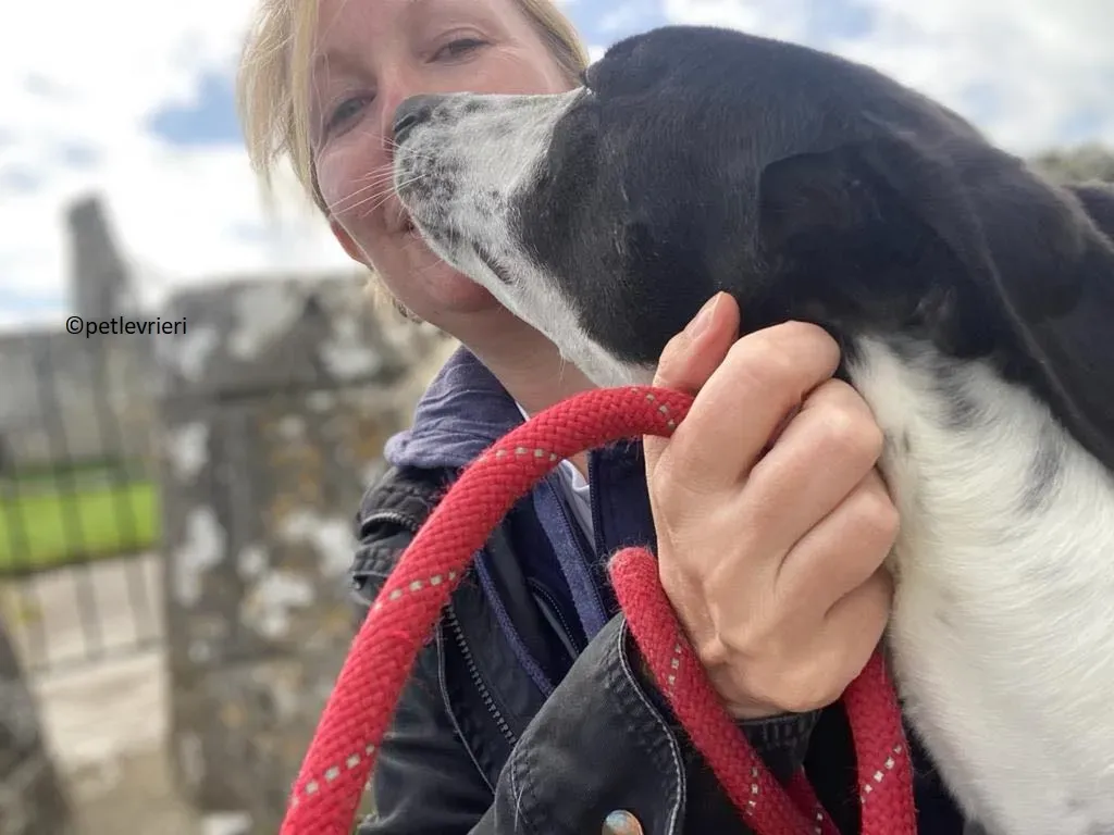 Brendan adozione levriero greyhound 23