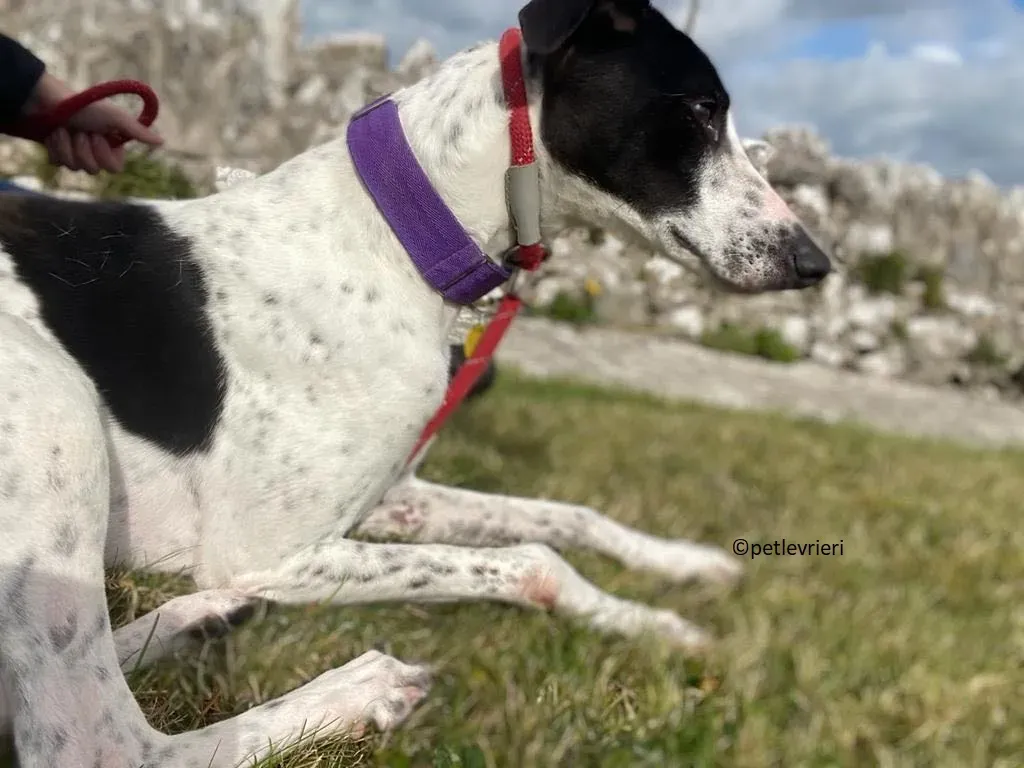 Brendan adozione levriero greyhound 3 1