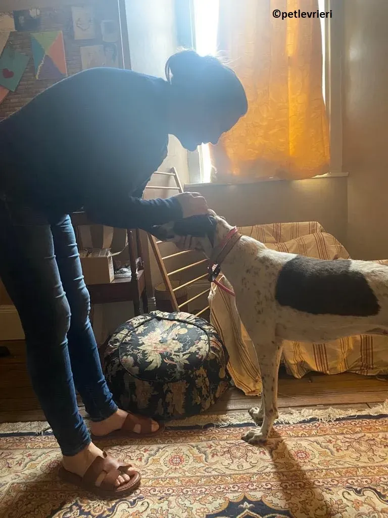 Brendan adozione levriero greyhound 3