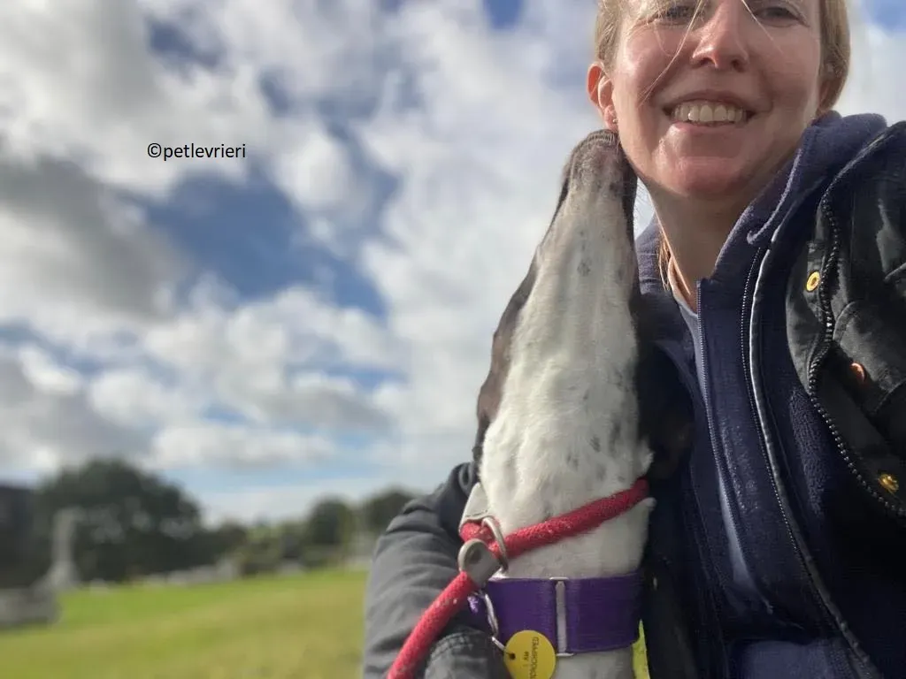 Brendan adozione levriero greyhound 4 1