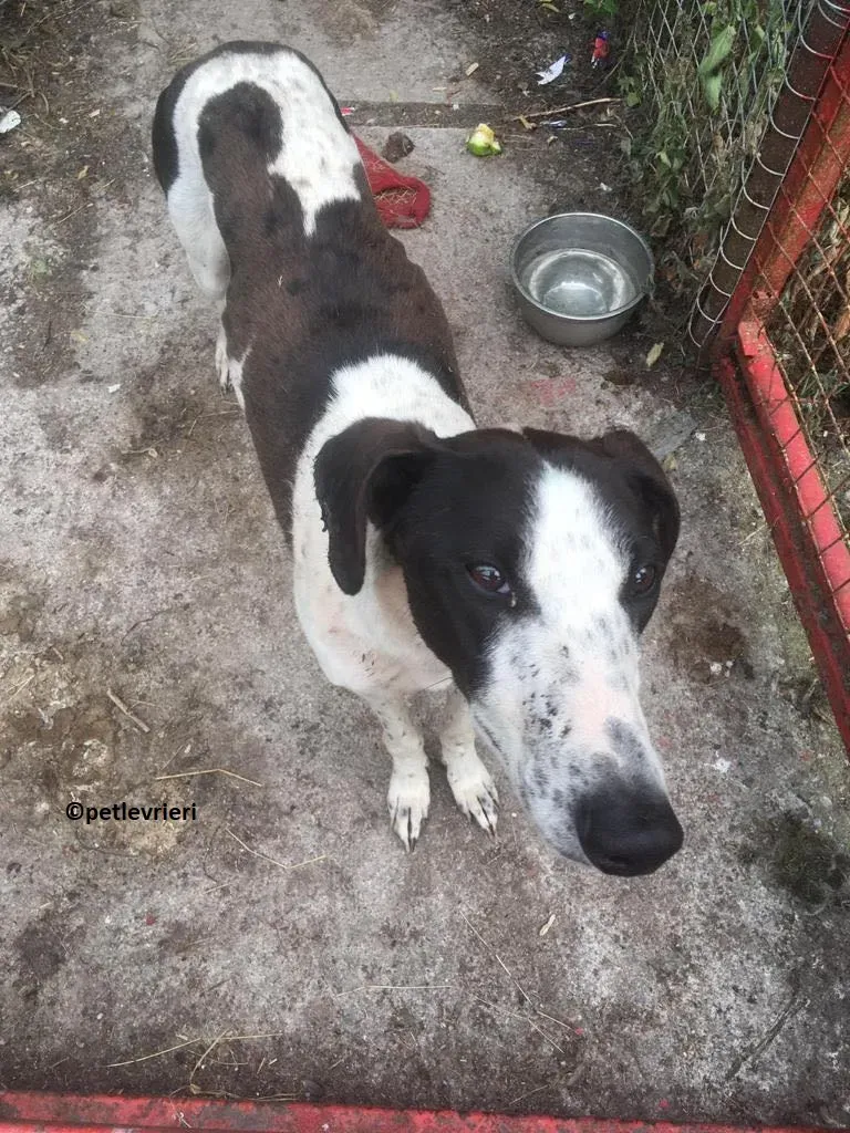 Brendan adozione levriero greyhound 4