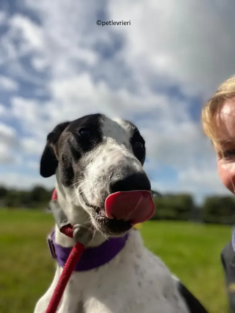 Brendan adozione levriero greyhound 5 1