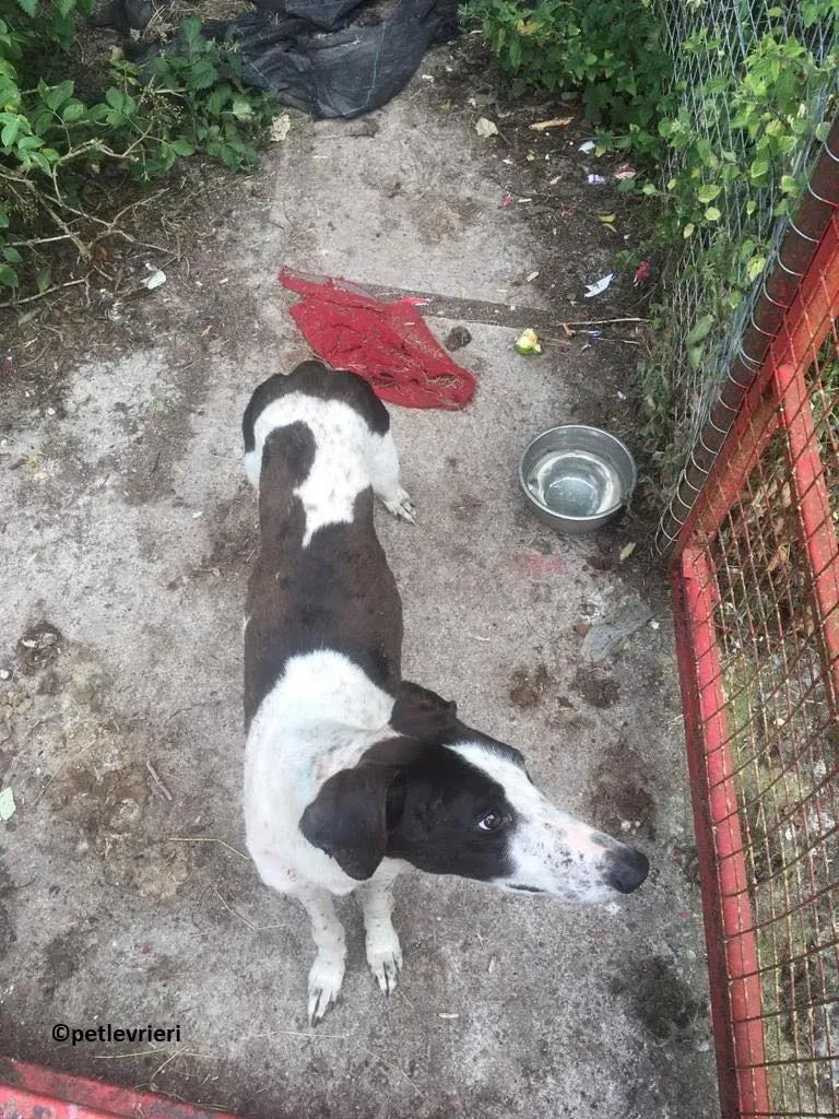 Brendan adozione levriero greyhound 5