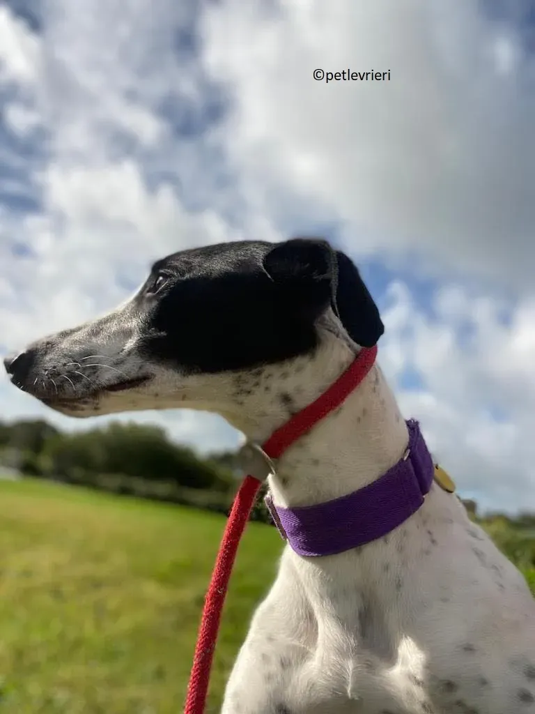 Brendan adozione levriero greyhound 6 1