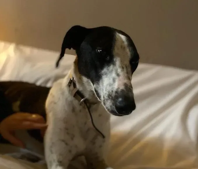 Brendan adozione levriero greyhound 6 e1662040229135