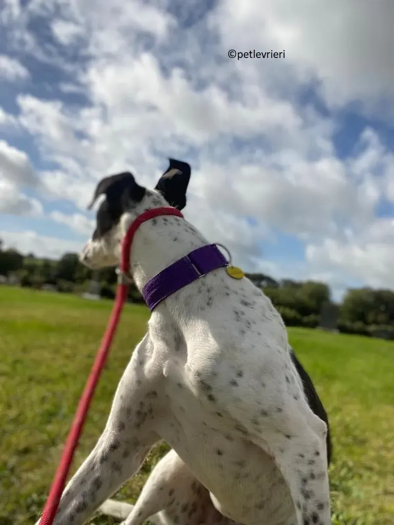 Brendan adozione levriero greyhound 7 1