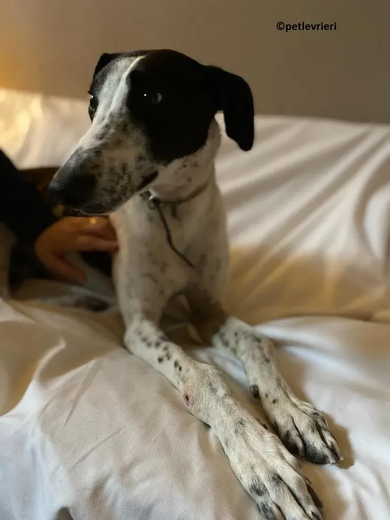 Brendan adozione levriero greyhound 7