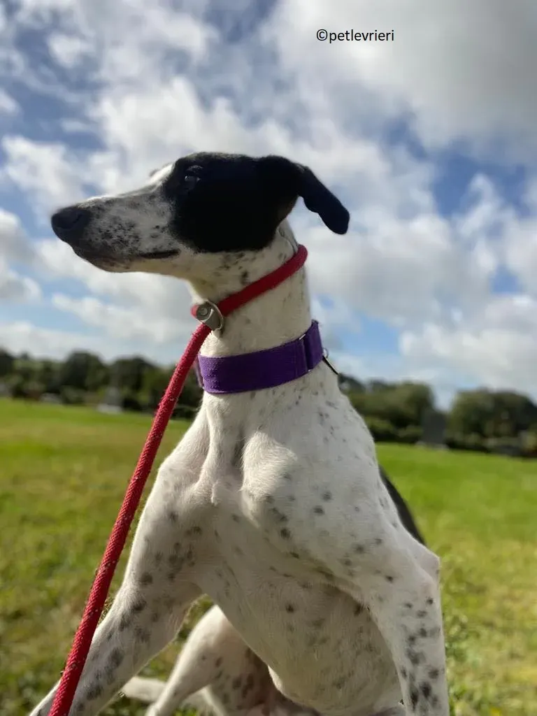 Brendan adozione levriero greyhound 8 1
