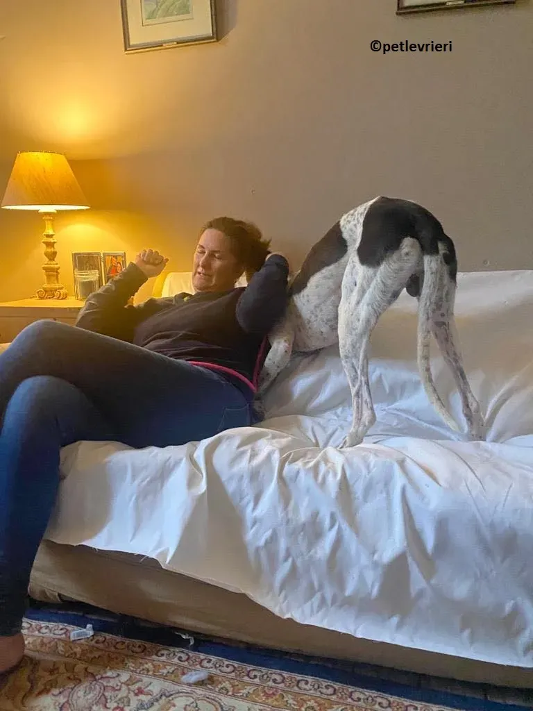 Brendan adozione levriero greyhound 8