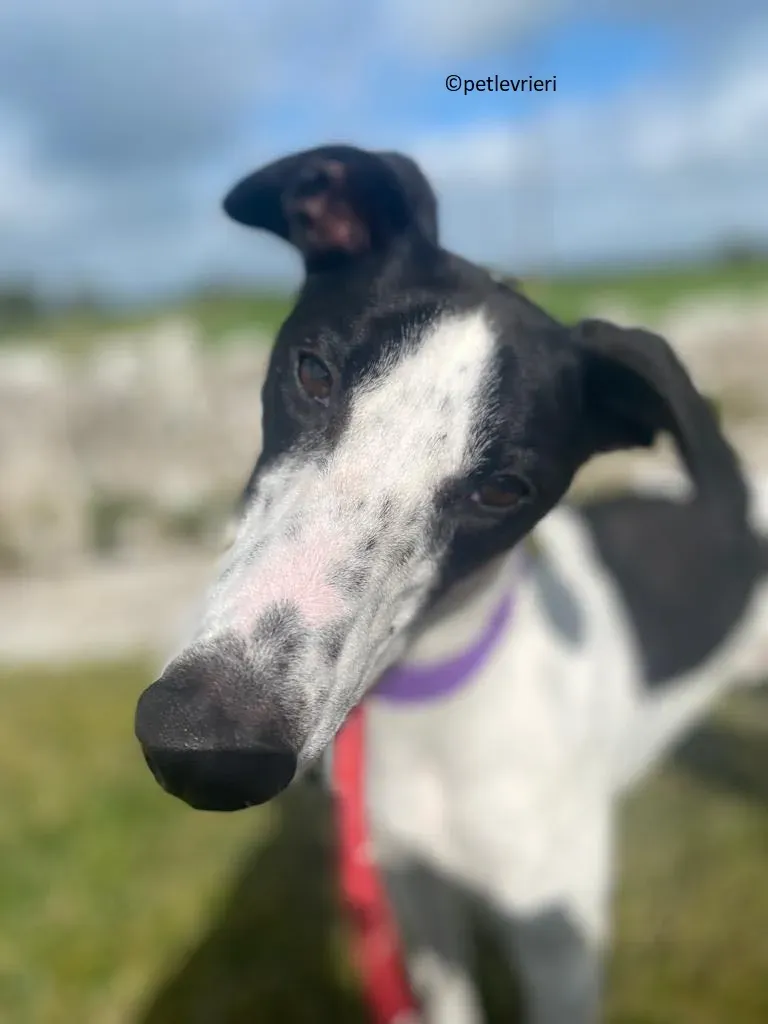 Brendan adozione levriero greyhound 9 1
