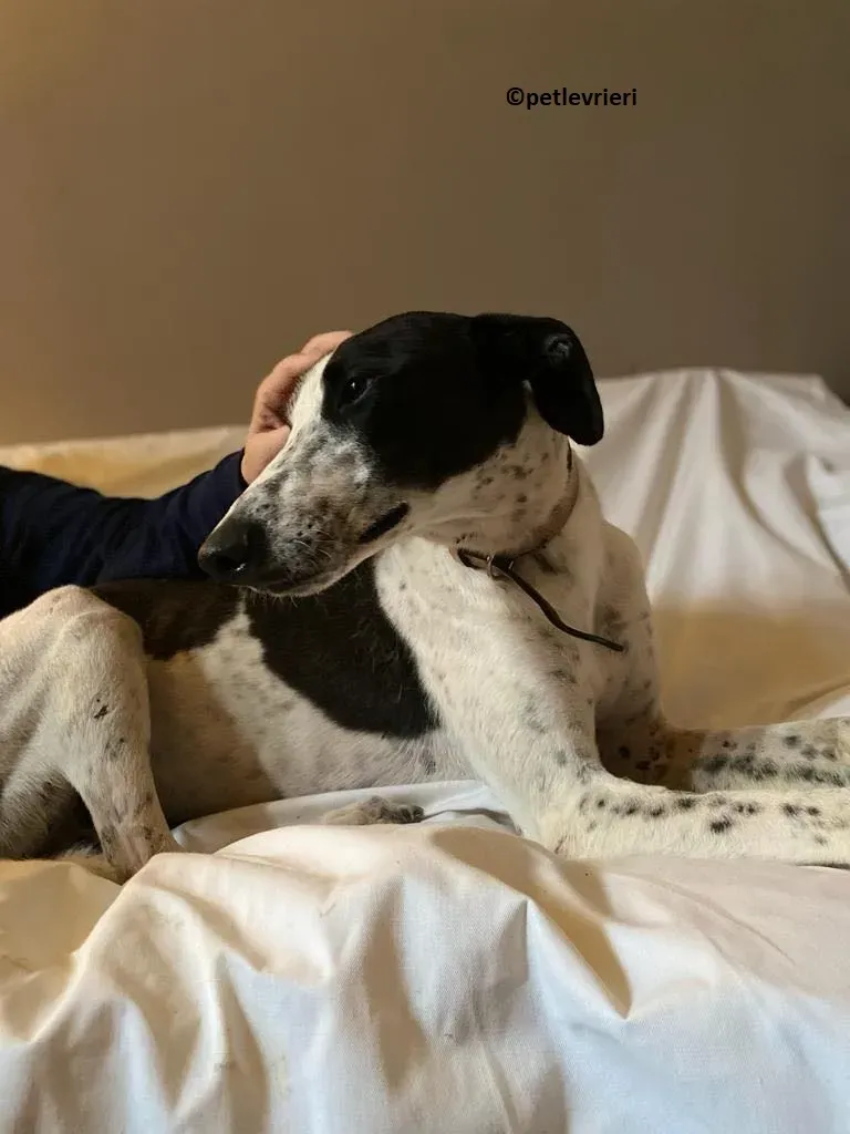 Brendan adozione levriero greyhound 9