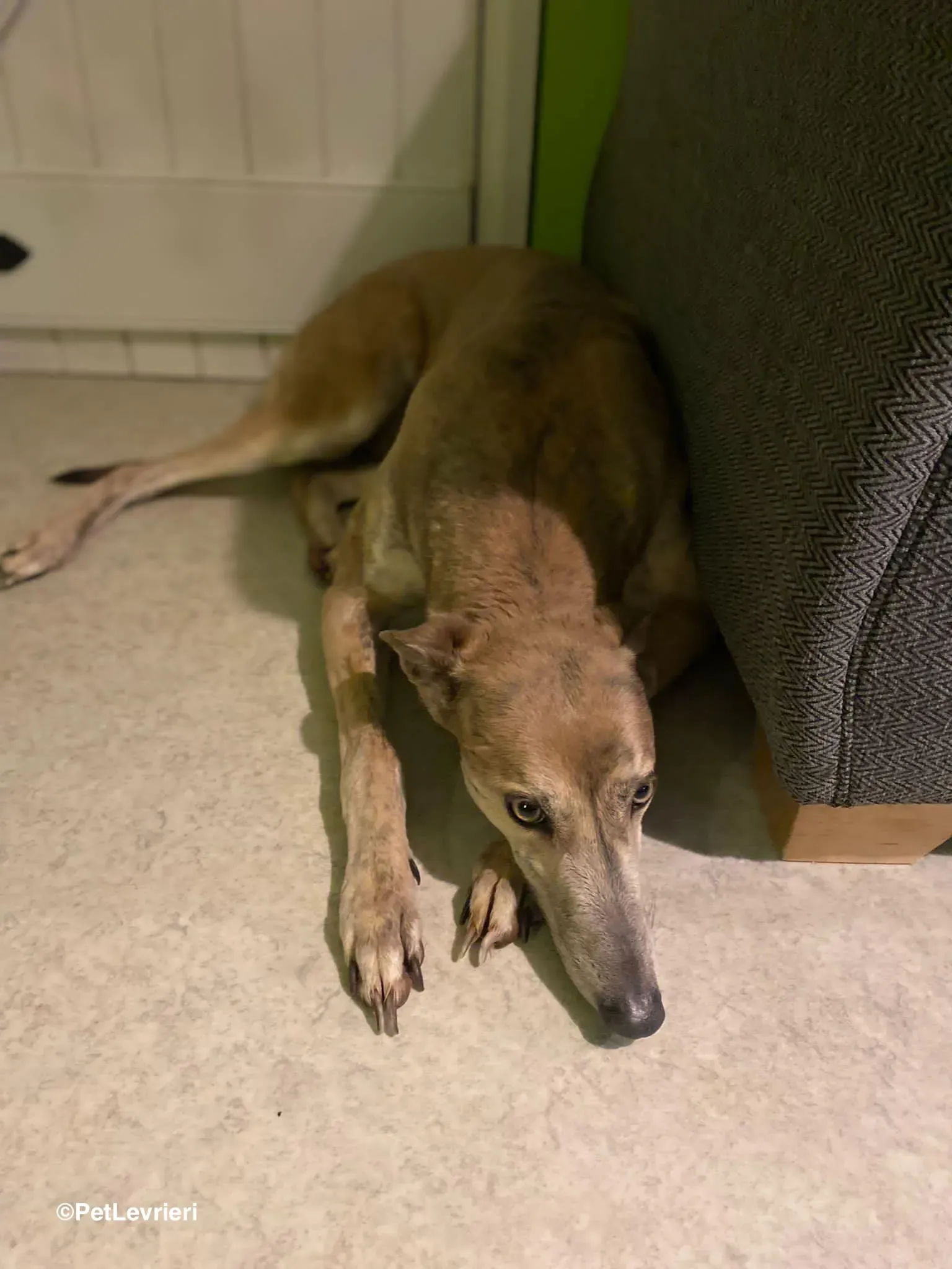 Brid adozione greyhound 12 1