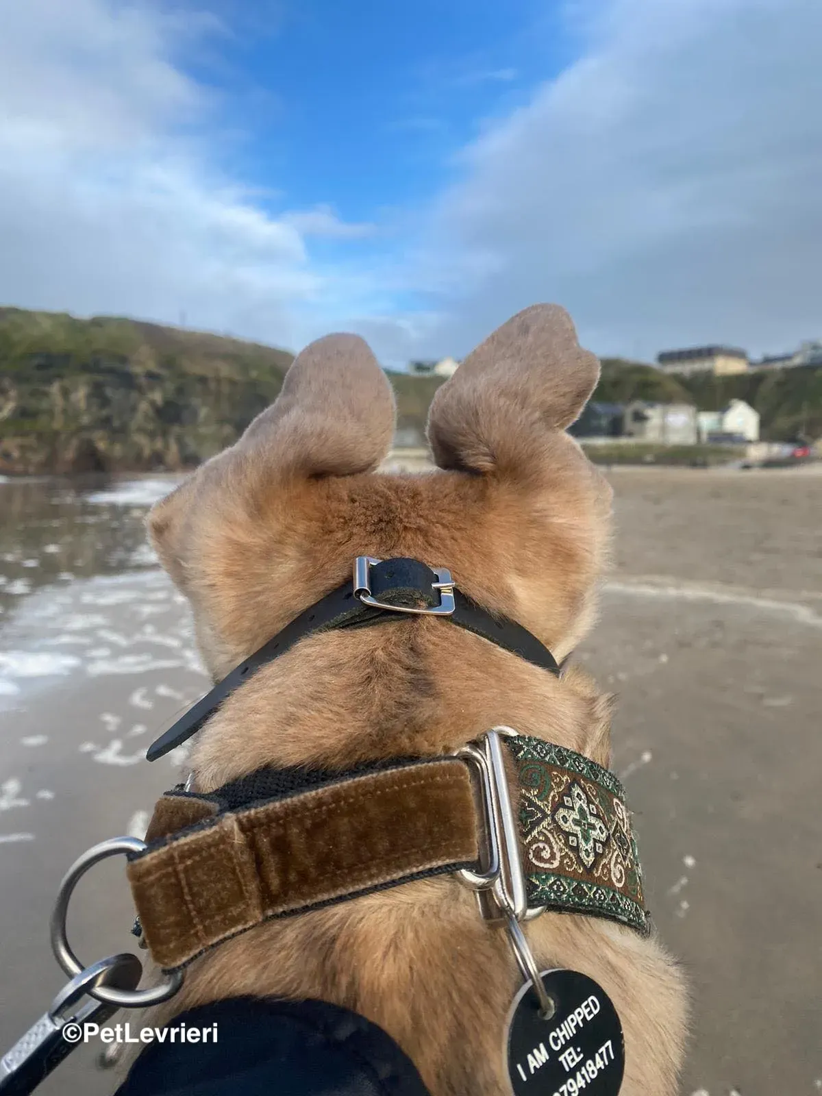 Brid adozione greyhound 14 1