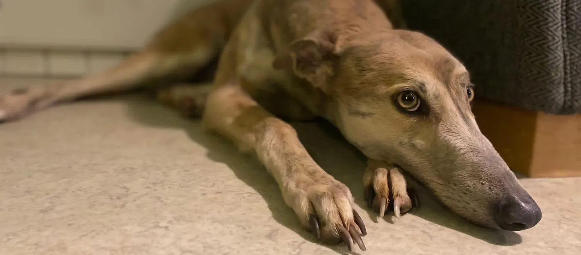 Brid adozione greyhound 16 1 e1707421706445