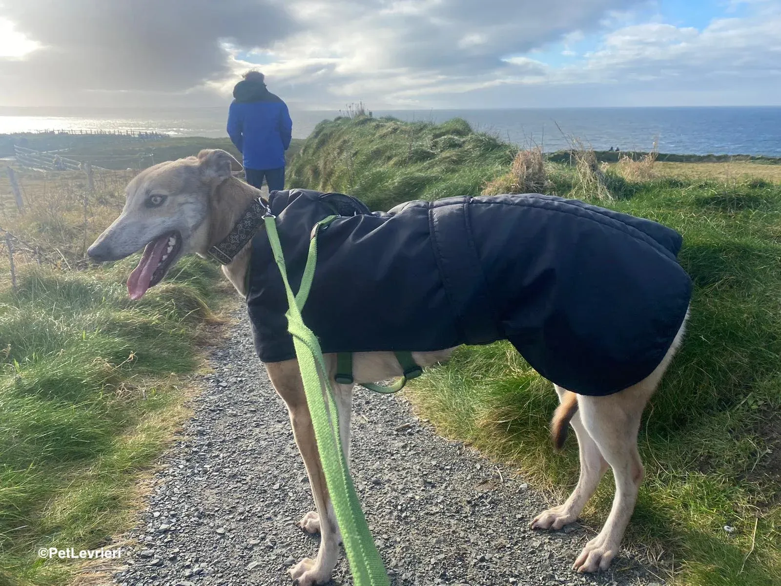 Brid adozione greyhound 17 1