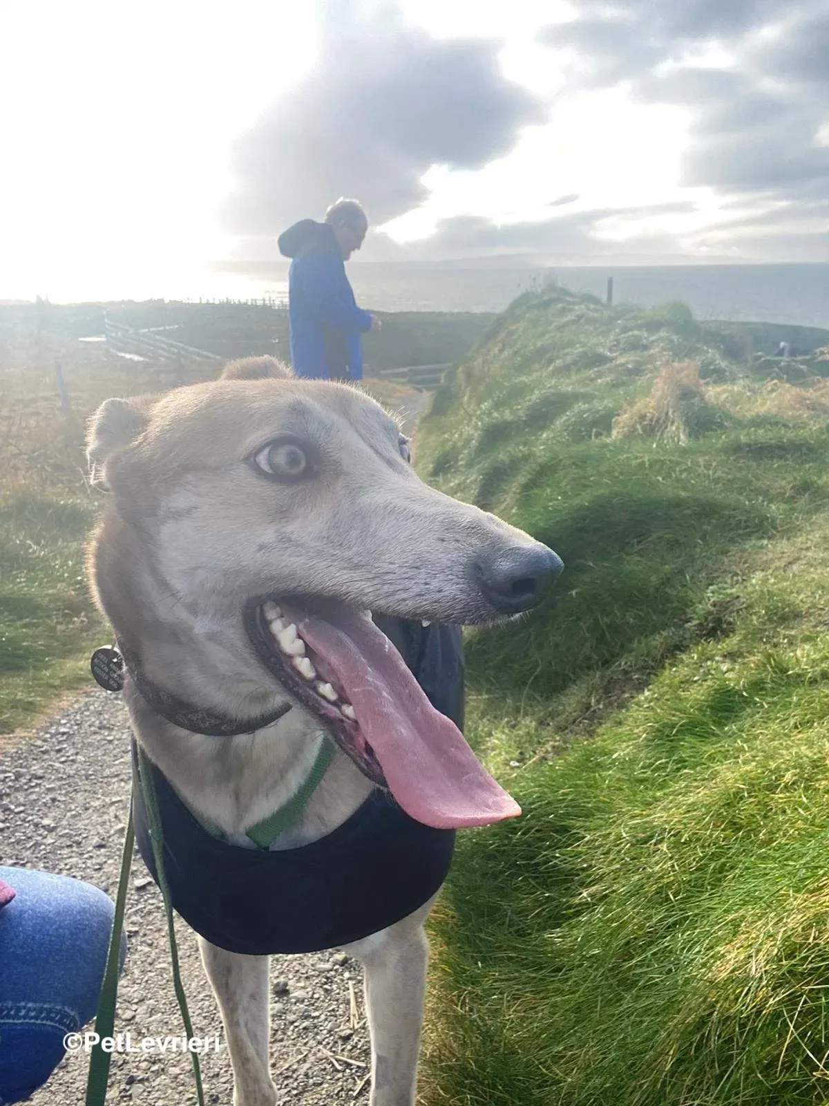 Brid adozione greyhound 19 1