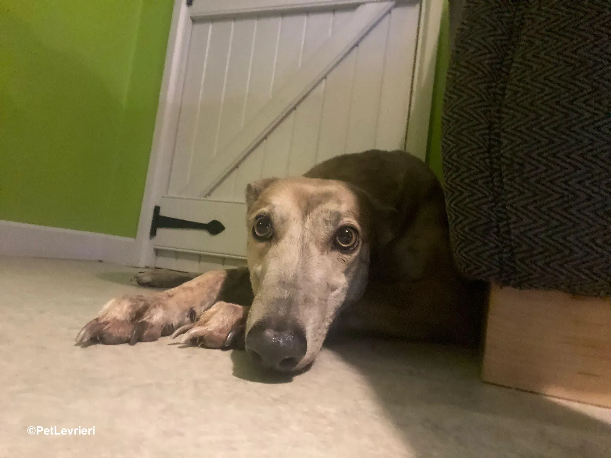 Brid adozione greyhound 2 1