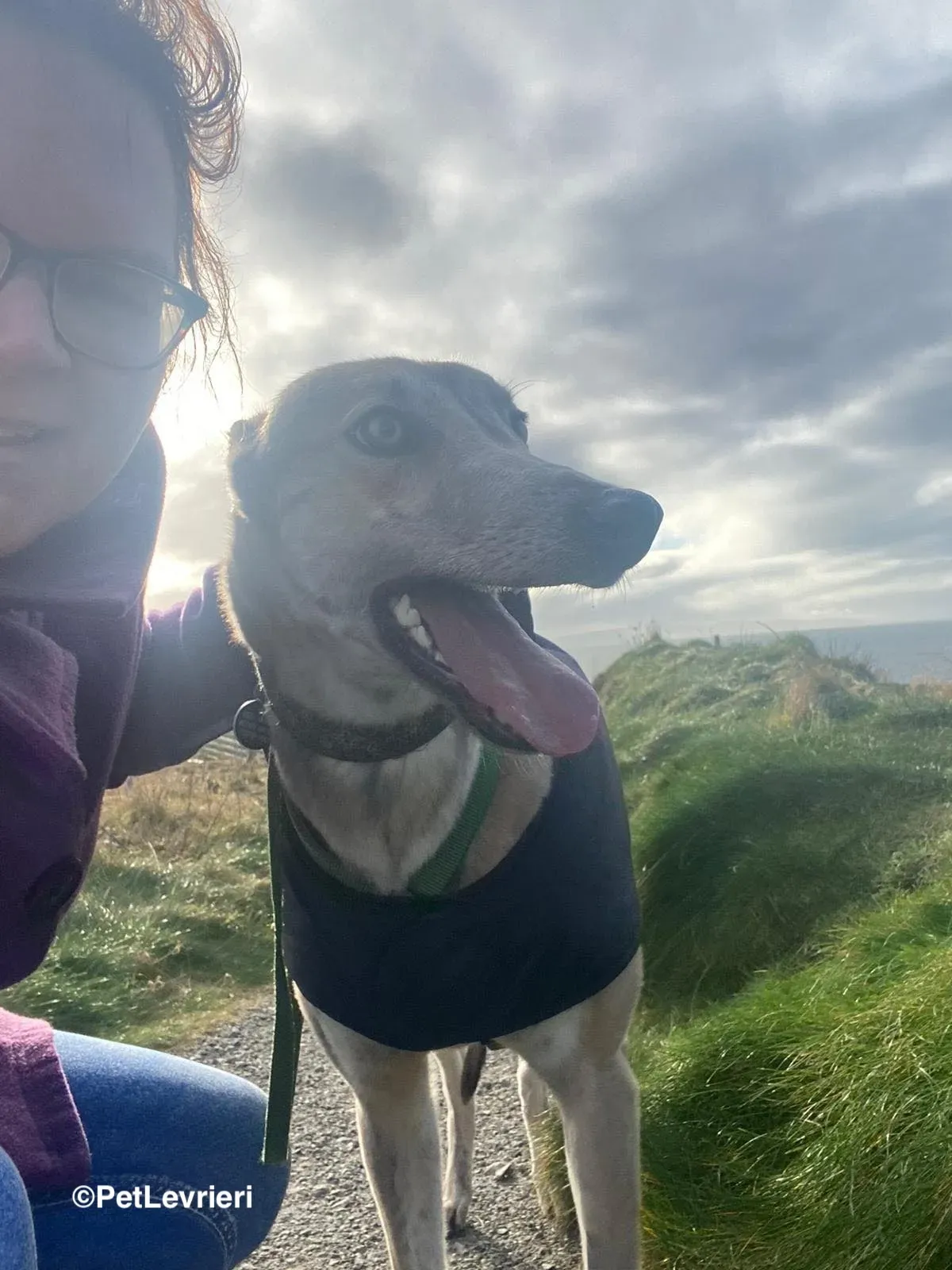 Brid adozione greyhound 20