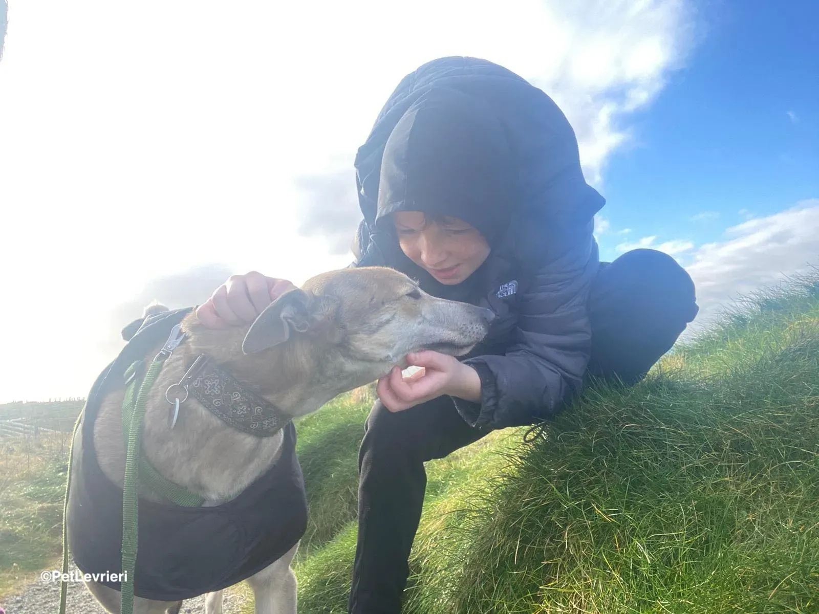 Brid adozione greyhound 22 1