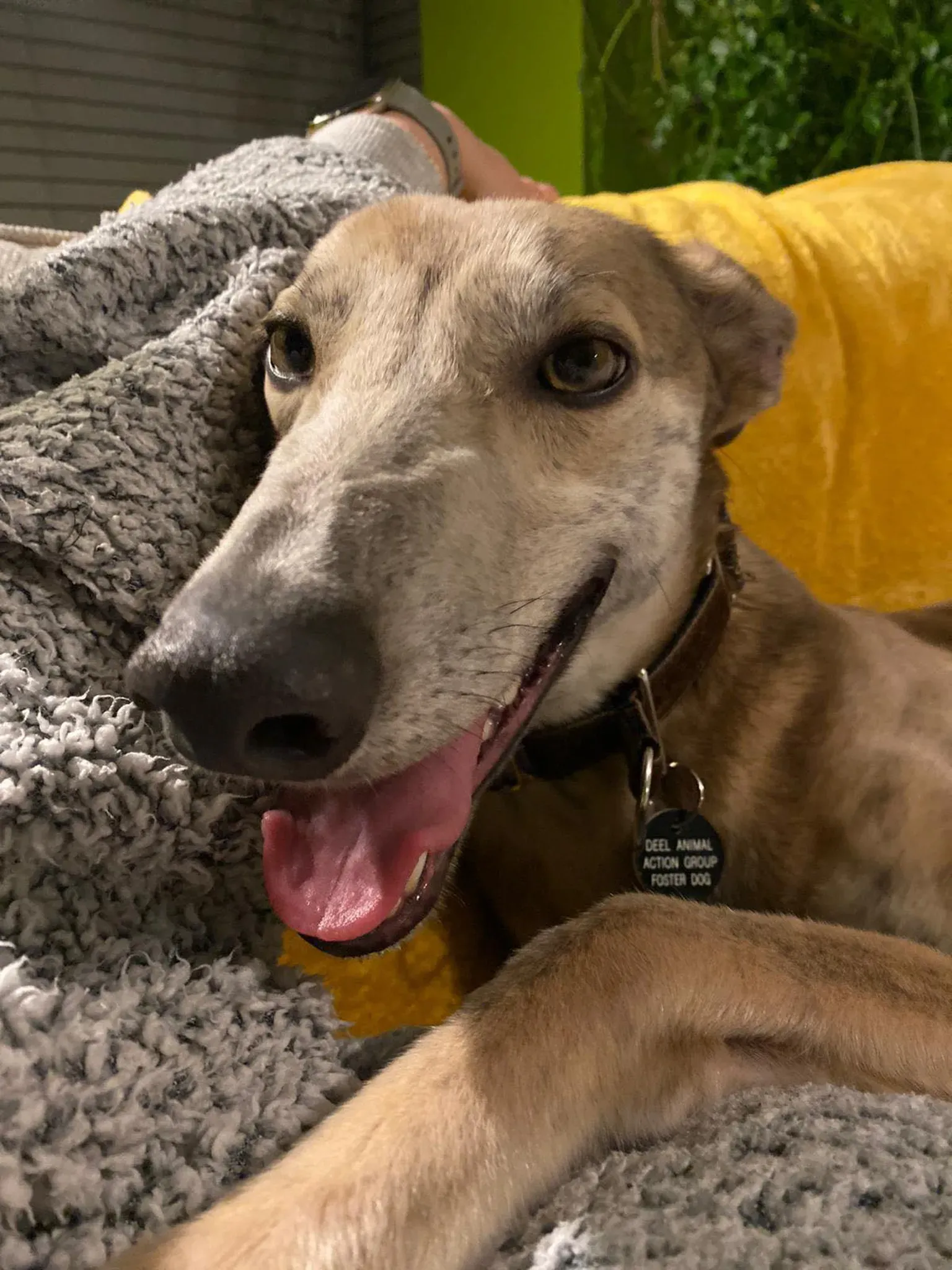 Brid adozione greyhound 25