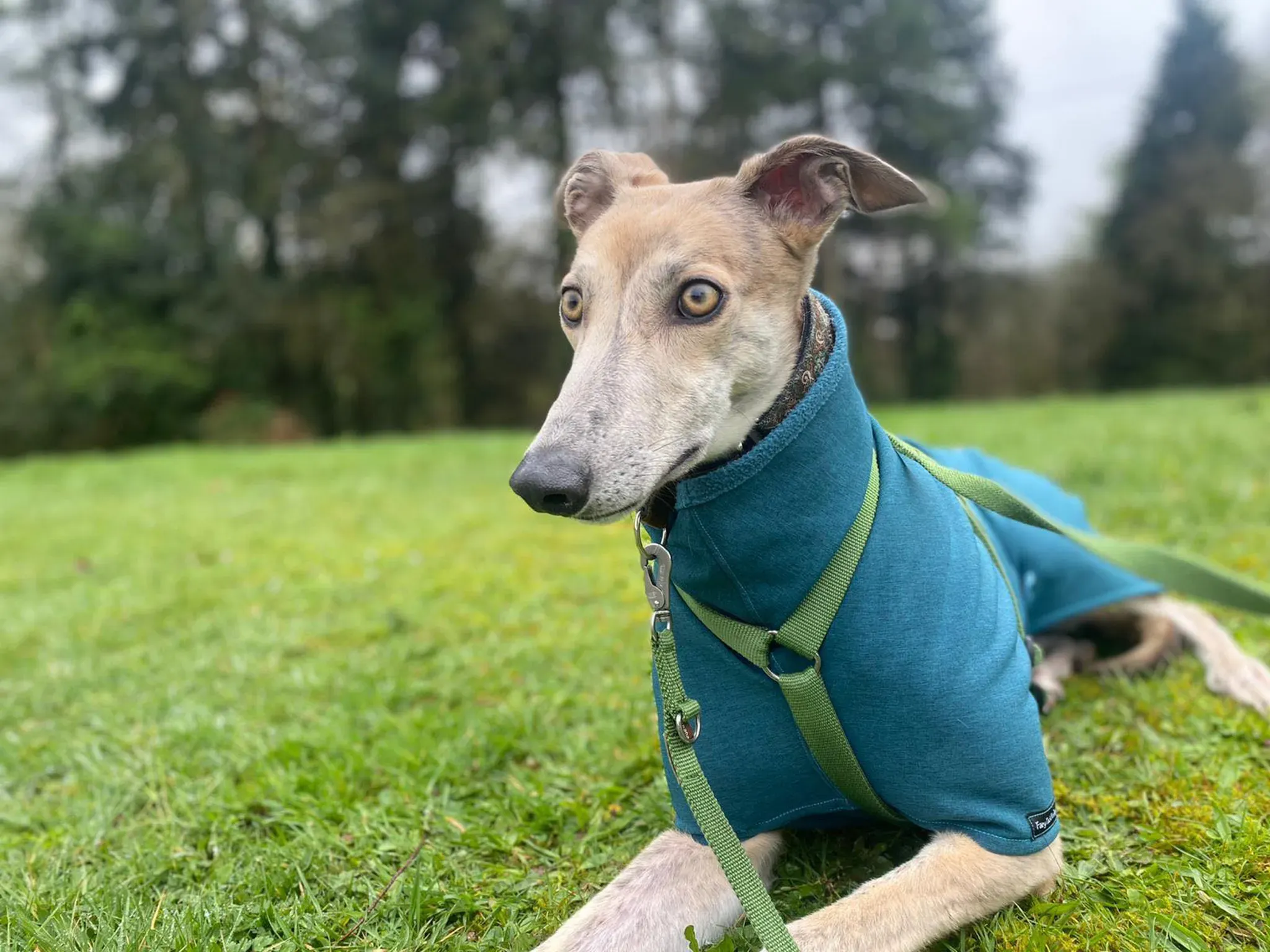 Brid adozione greyhound 26