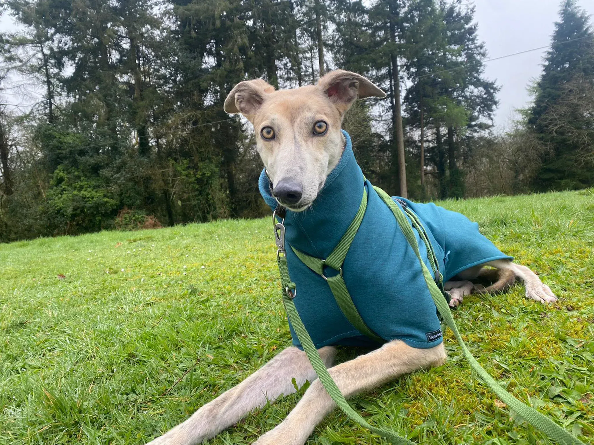 Brid adozione greyhound 28