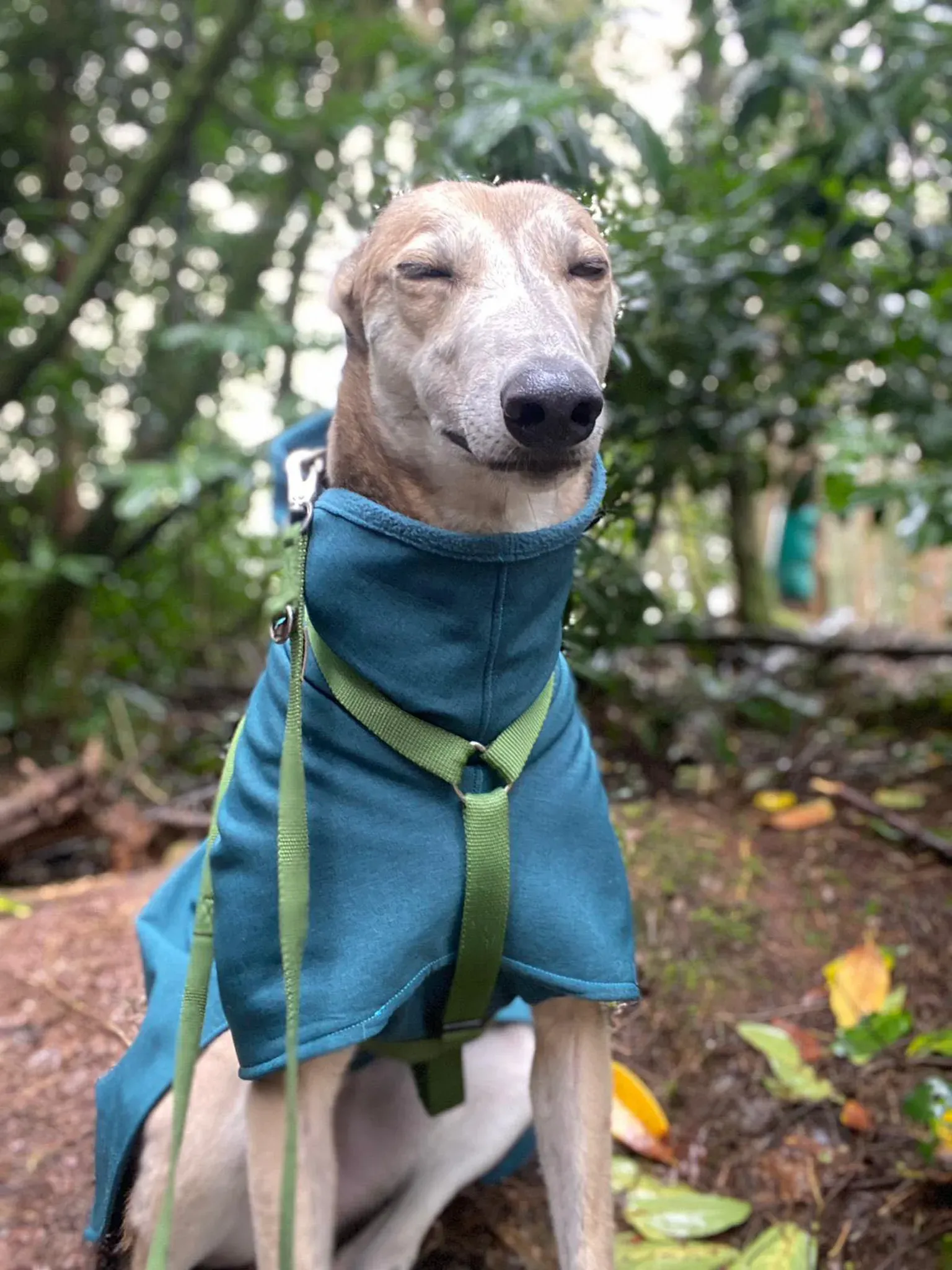 Brid adozione greyhound 29