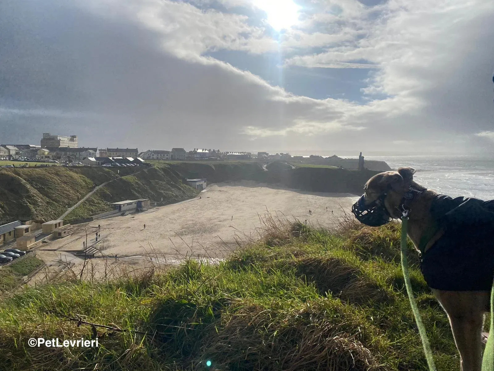 Brid adozione greyhound 6 1