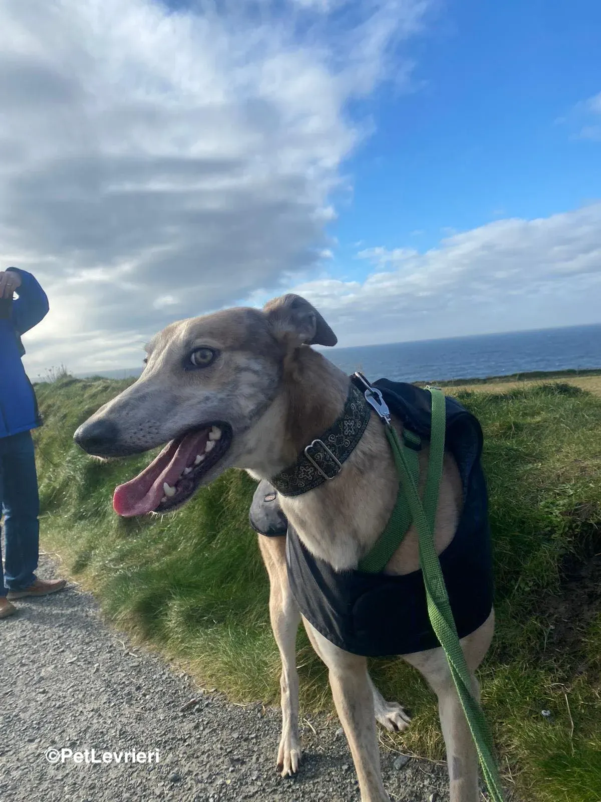 Brid adozione greyhound 7 1