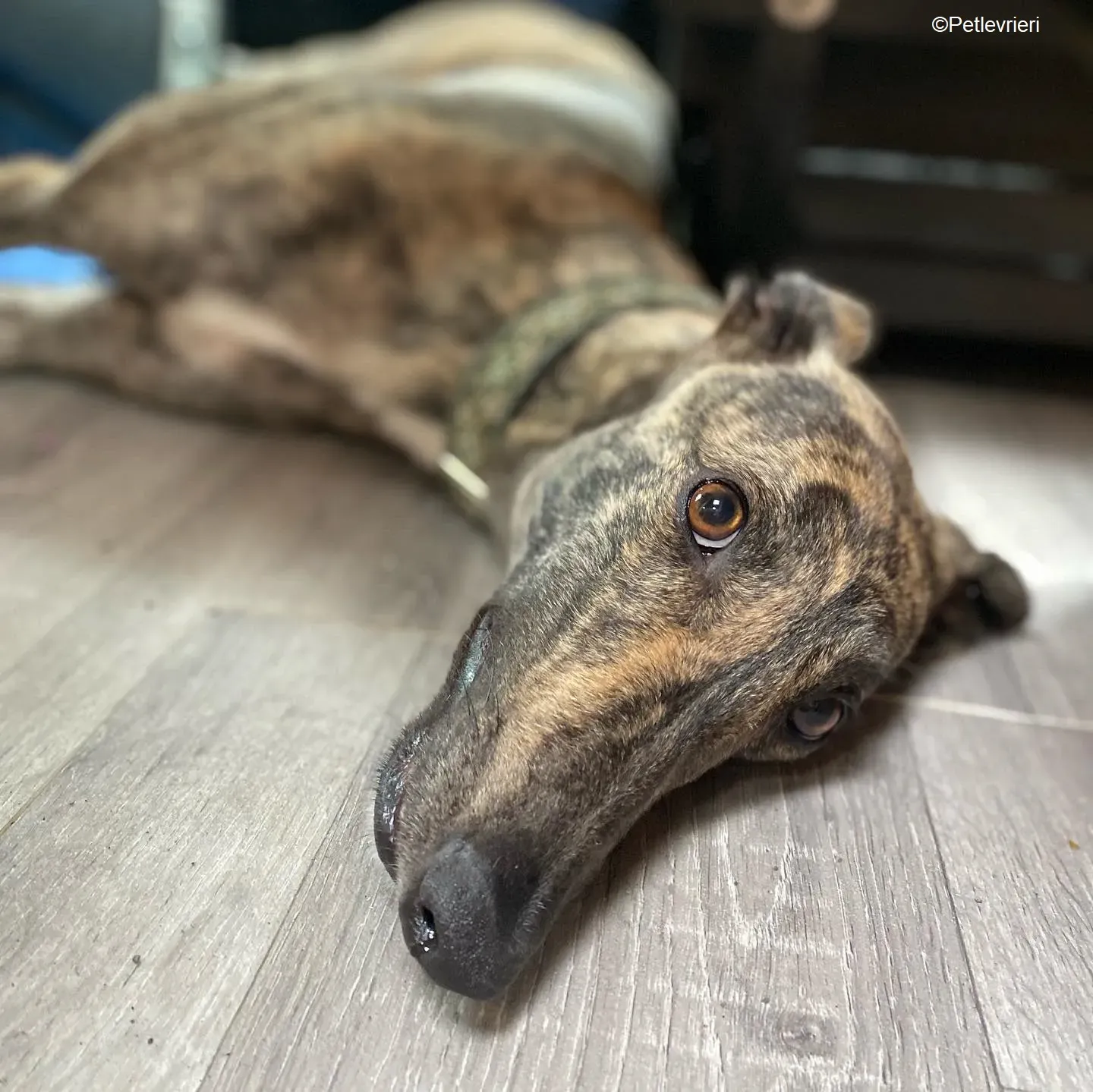 Bridie adozione levrieri greyhound 1 1