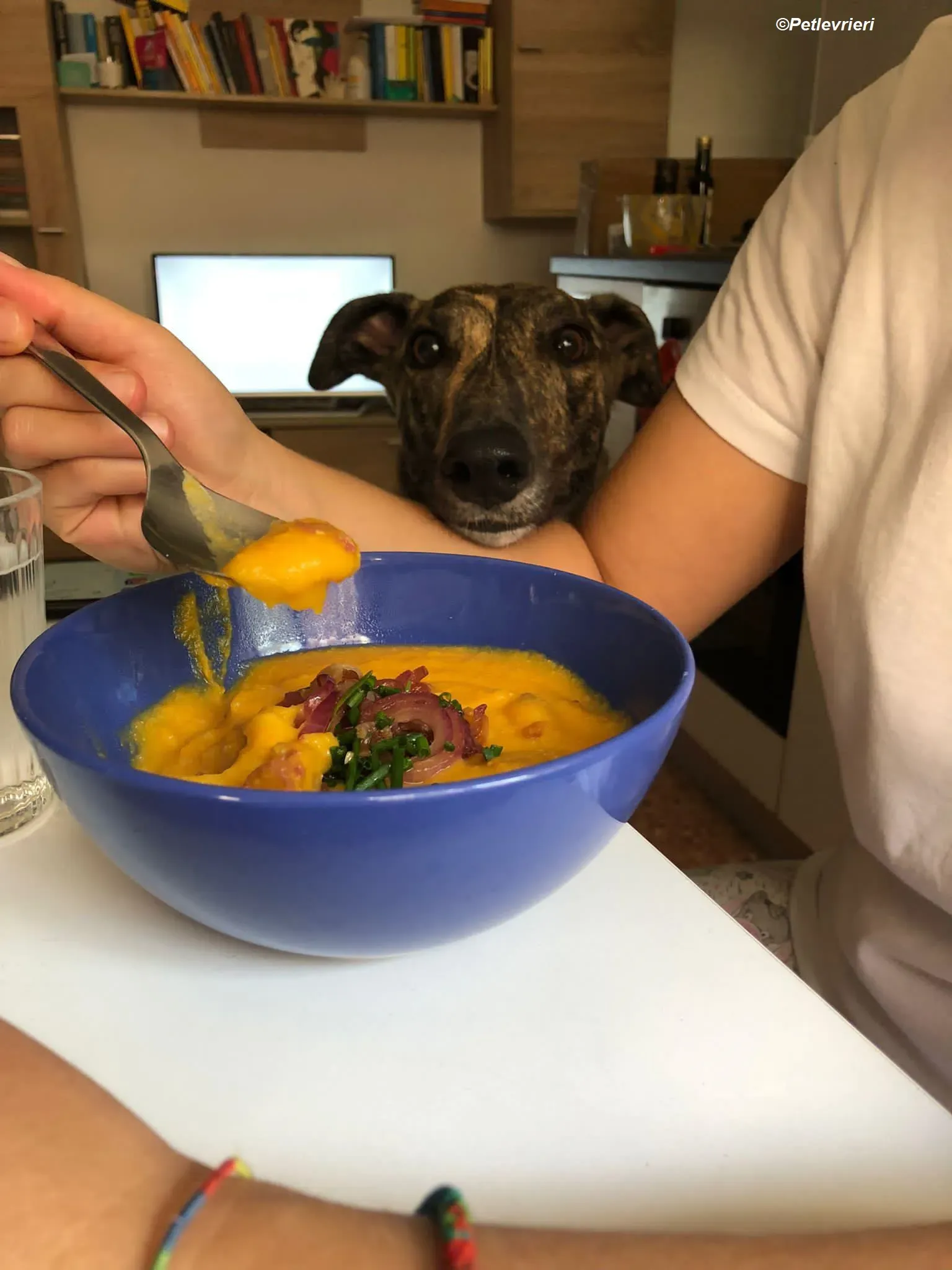 Bridie adozione levrieri greyhound 1 2