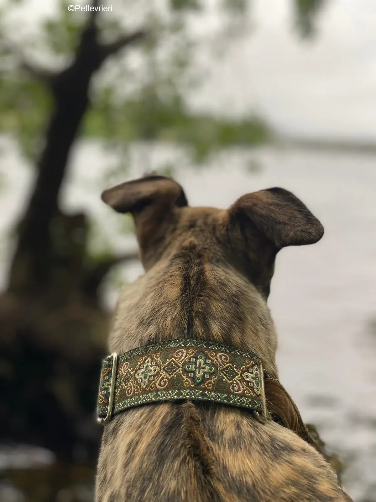 Bridie adozione levrieri greyhound 10 2