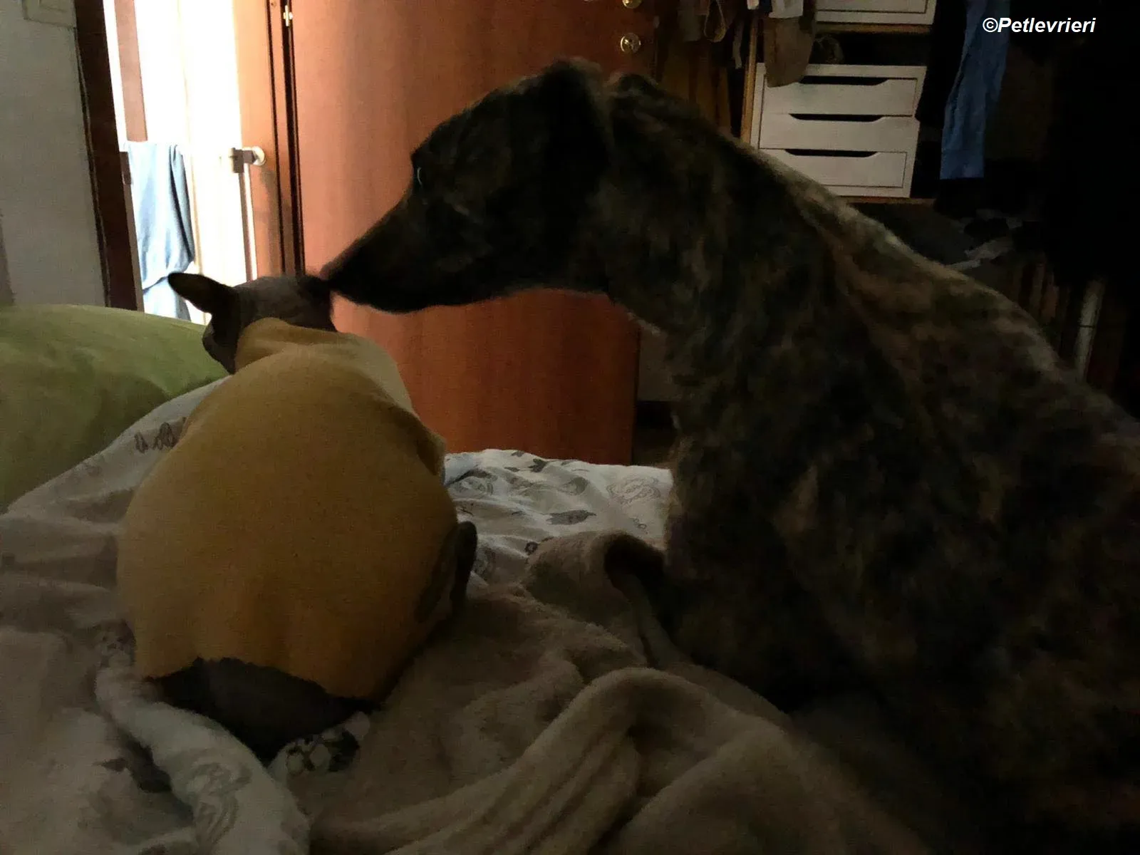 Bridie adozione levrieri greyhound 10 3