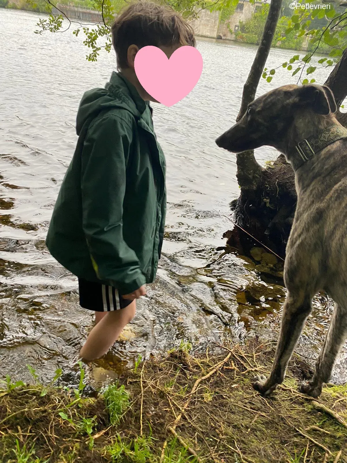 Bridie adozione levrieri greyhound 11 1