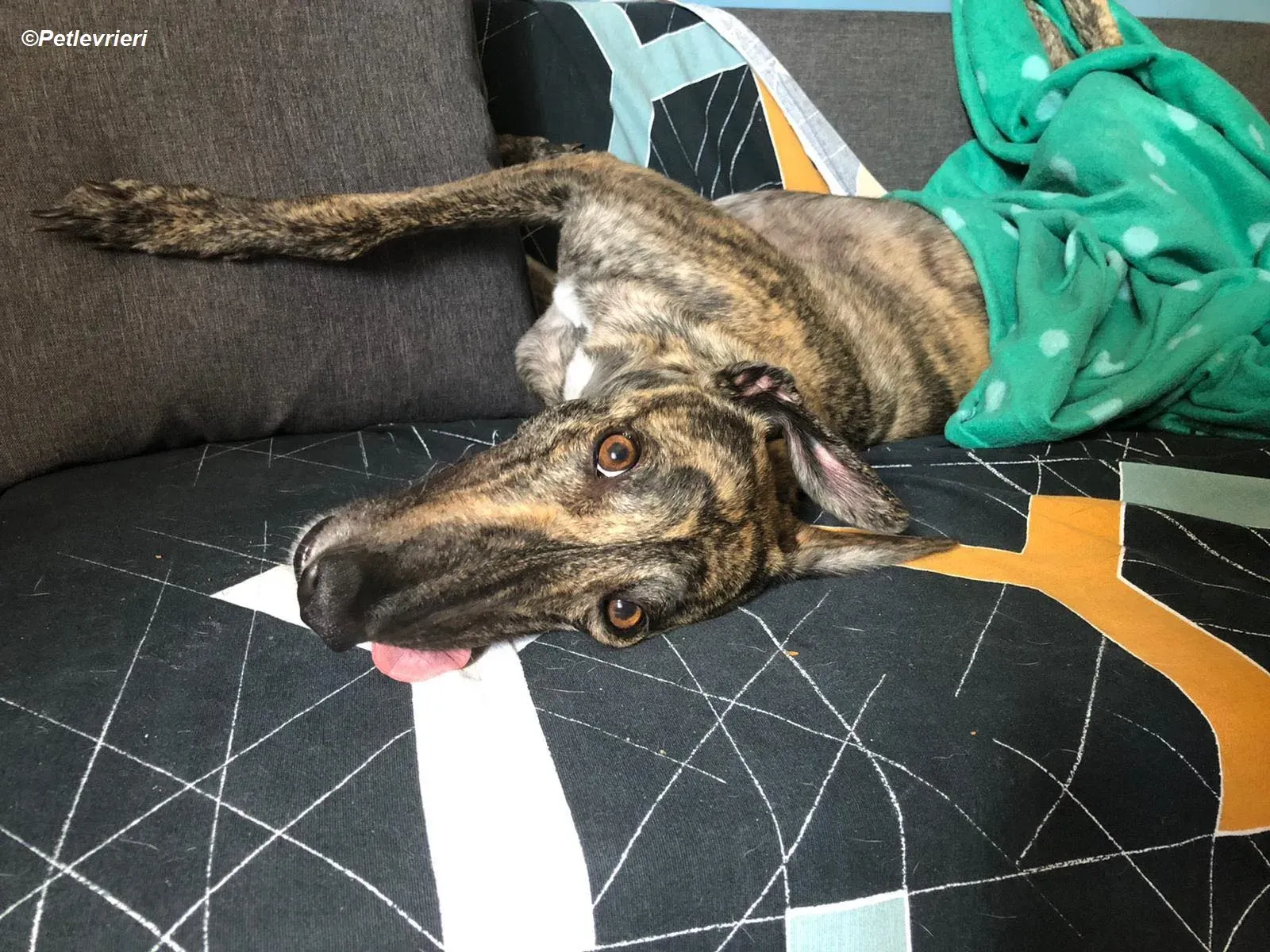 Bridie adozione levrieri greyhound 11 2