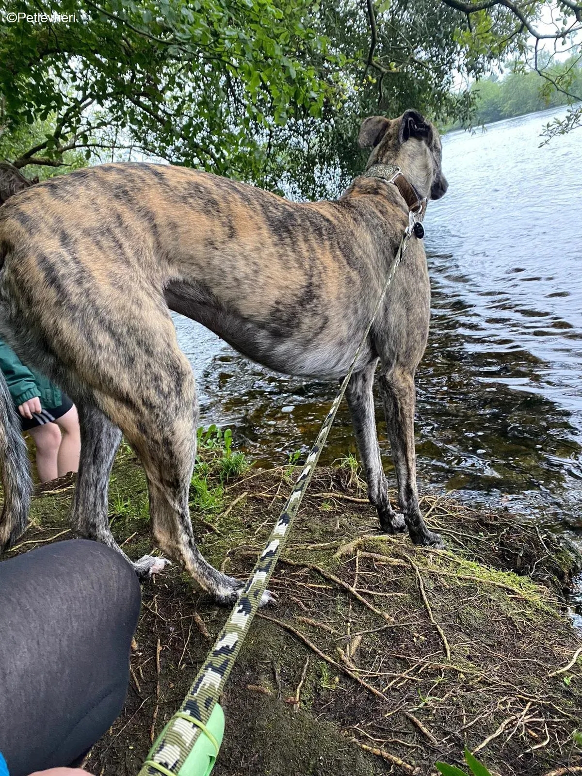 Bridie adozione levrieri greyhound 12 1