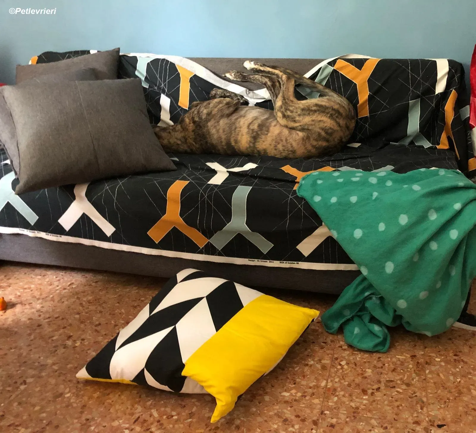 Bridie adozione levrieri greyhound 12 2